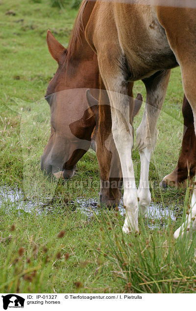 grasende Pferde / grazing horses / IP-01327
