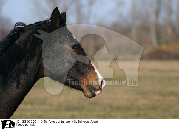 horse portrait / SS-03205