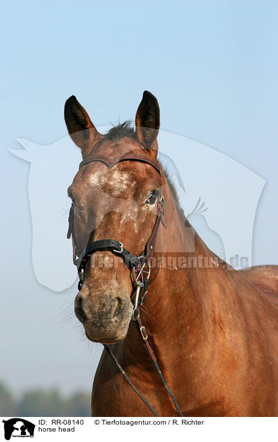 Pferdeportrait / horse head / RR-08140