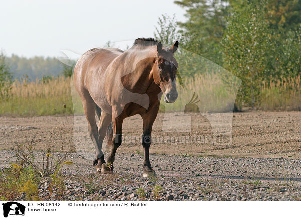 brown horse / RR-08142