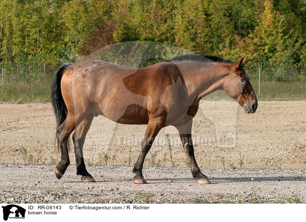brown horse / RR-08143