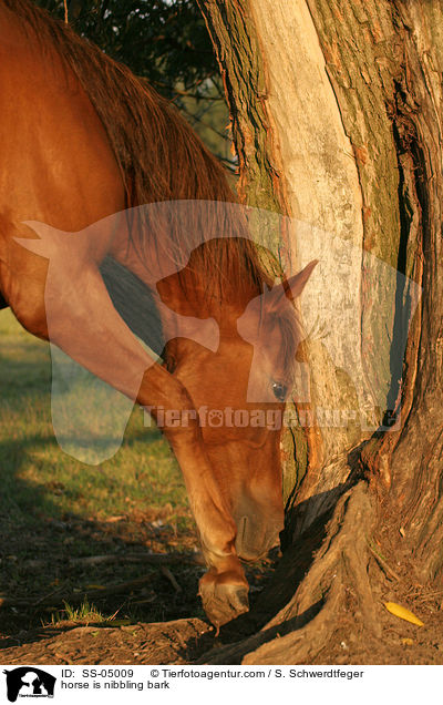 horse is nibbling bark / SS-05009