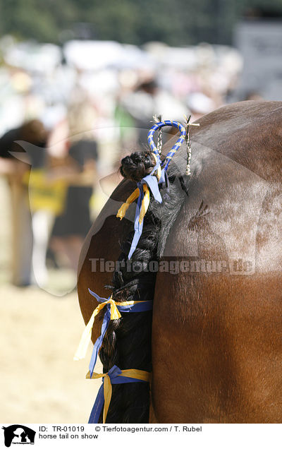 horse tail on show / TR-01019
