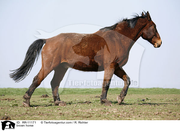 brown horse / RR-11171