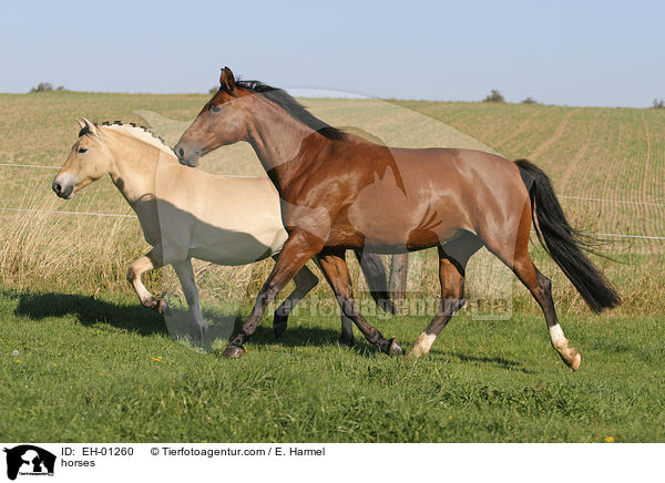 Pferde / horses / EH-01260