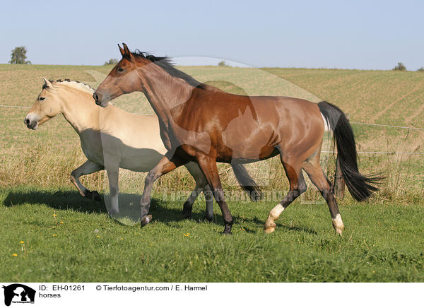 Pferde / horses / EH-01261