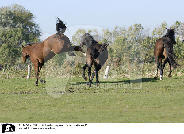 herd of horses on meadow / AP-02038