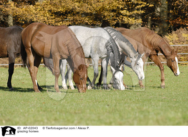 grazing horses / AP-02043