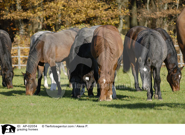grazing horses / AP-02054