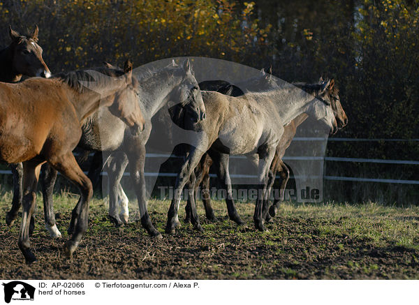 herd of horses / AP-02066
