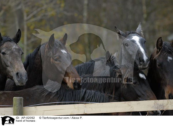 herd of horses / AP-02092