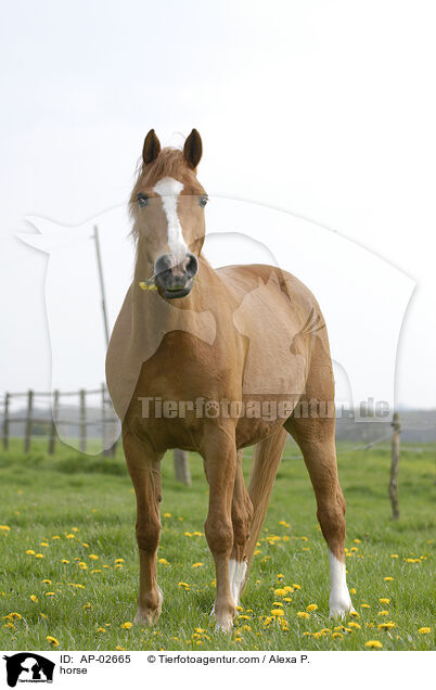 fuchsfarbenes Pferd / horse / AP-02665