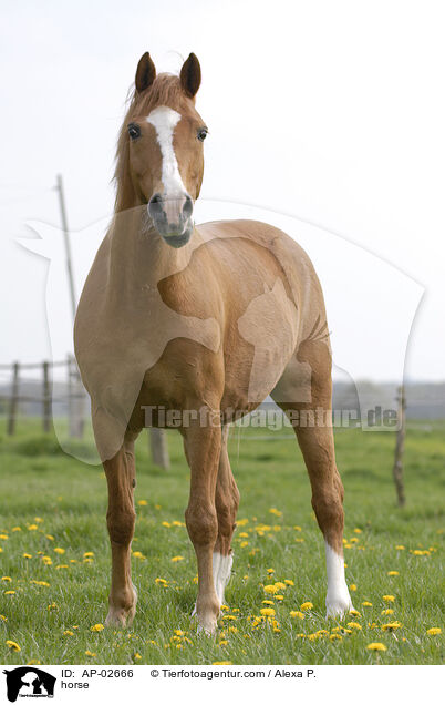 fuchsfarbenes Pferd / horse / AP-02666