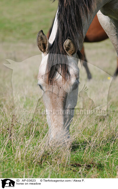 Pferd auf der Weide / horse on meadow / AP-03623