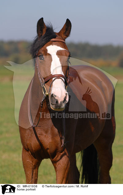 Brauner im Portrait / horse portrait / MR-01938