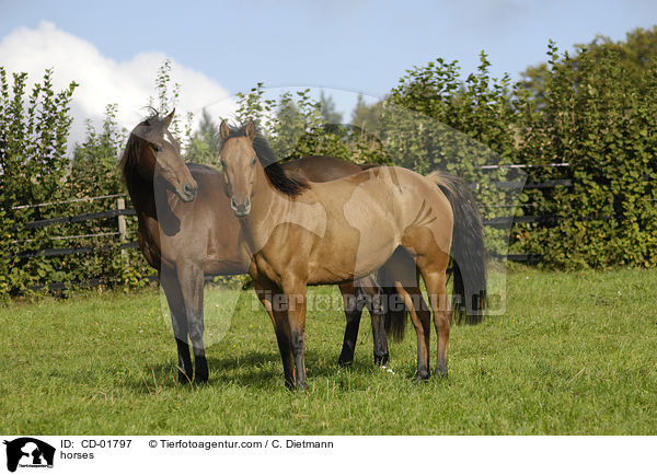 Pferde / horses / CD-01797