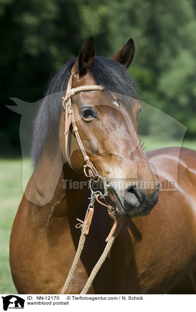 warmblood portrait / NN-12170