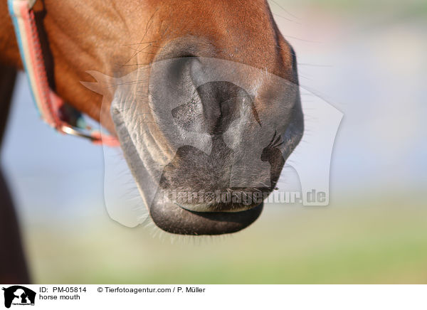 Pferdemaul / horse mouth / PM-05814