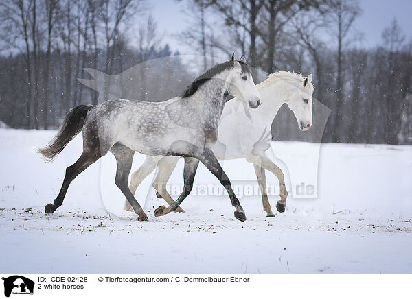 2 white horses / CDE-02428