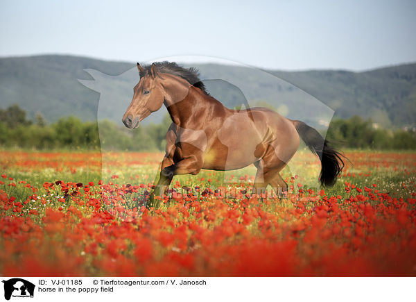 Pferd im Mohnfeld / horse in the poppy field / VJ-01185