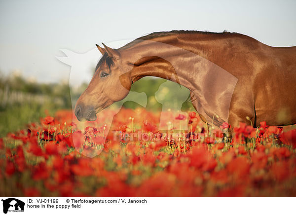Pferd im Mohnfeld / horse in the poppy field / VJ-01199