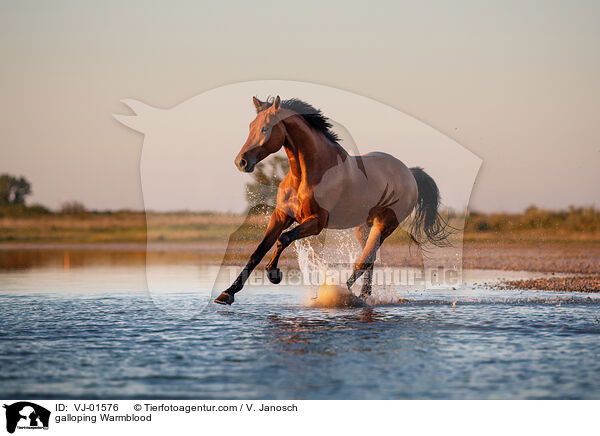 galloping Warmblood / VJ-01576