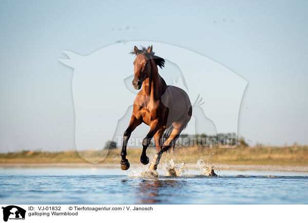 galloping Warmblood / VJ-01832