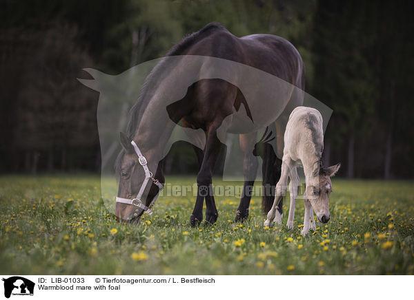 Warmblutstute mit Fohlen / Warmblood mare with foal / LIB-01033
