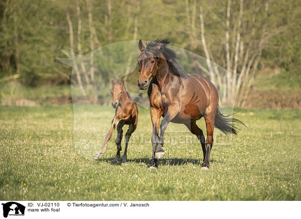 mare with foal / VJ-02110