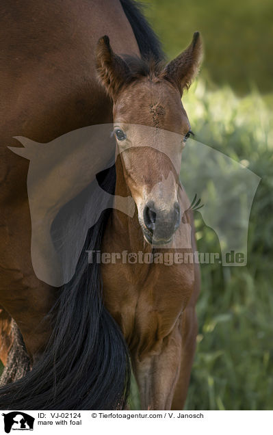 mare with foal / VJ-02124