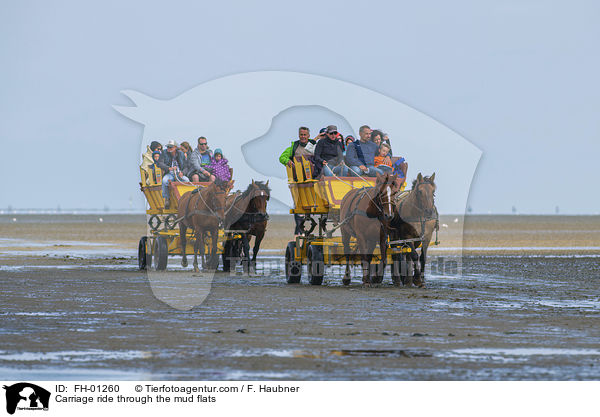 Carriage ride through the mud flats / FH-01260
