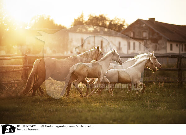 herd of horses / VJ-03421