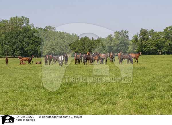 herd of horses / JM-08220