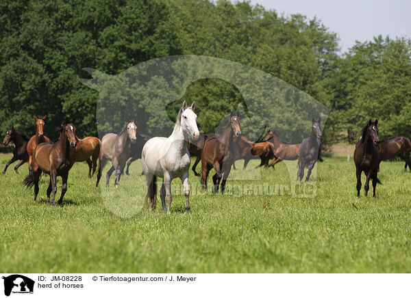 herd of horses / JM-08228