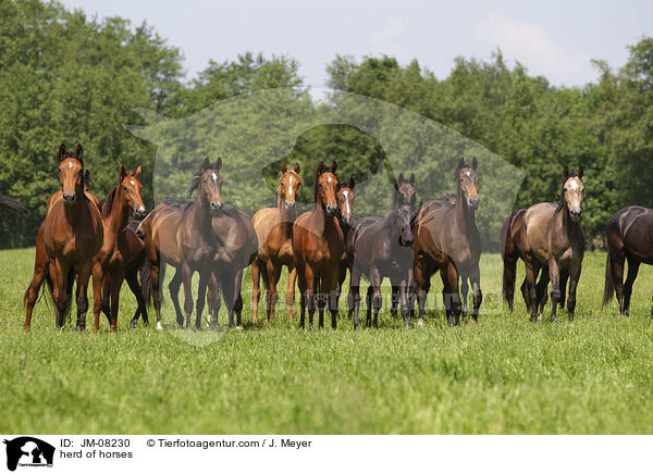 herd of horses / JM-08230