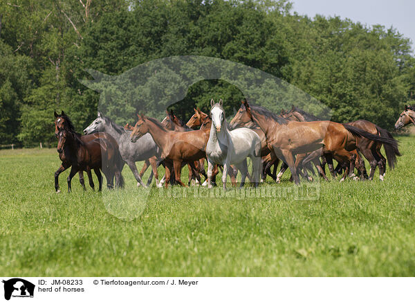 herd of horses / JM-08233