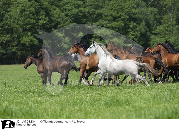 herd of horses / JM-08234