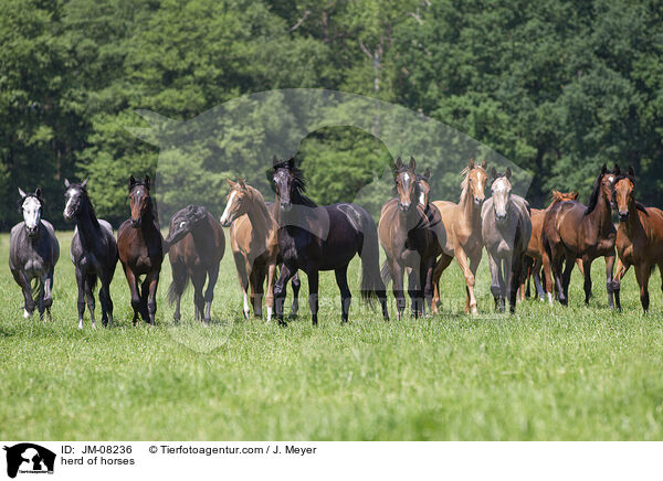 herd of horses / JM-08236