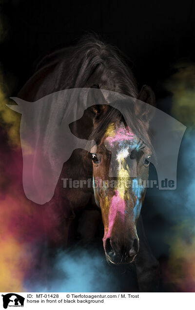 horse in front of black background / MT-01428