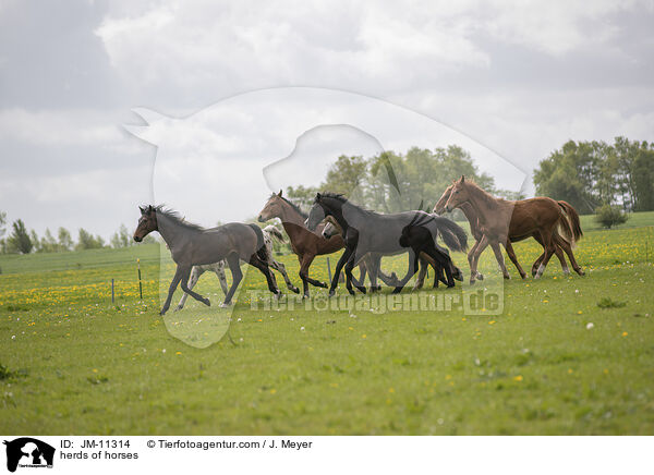 herds of horses / JM-11314
