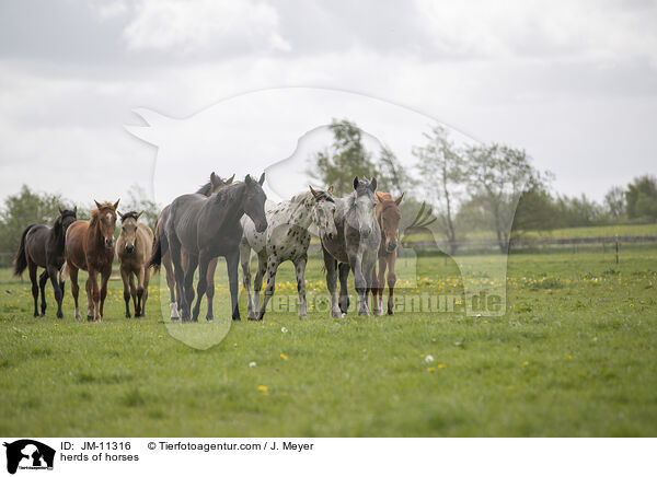 herds of horses / JM-11316