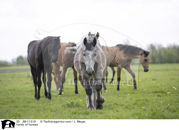 herds of horses / JM-11319