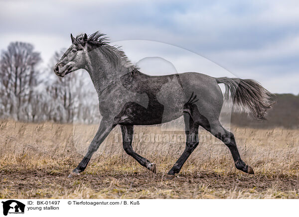 Junghengst / young stallion / BK-01497