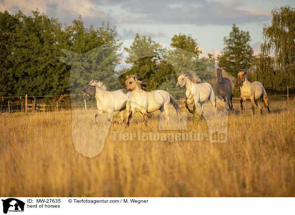 Pferdeherde / herd of horses / MW-27635