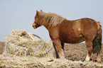 horse in hay