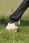 horse leg