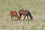 horse on meadow