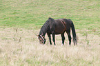 horse on meadow