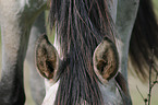 horse ears