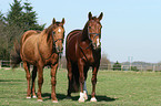 2 warmbloods